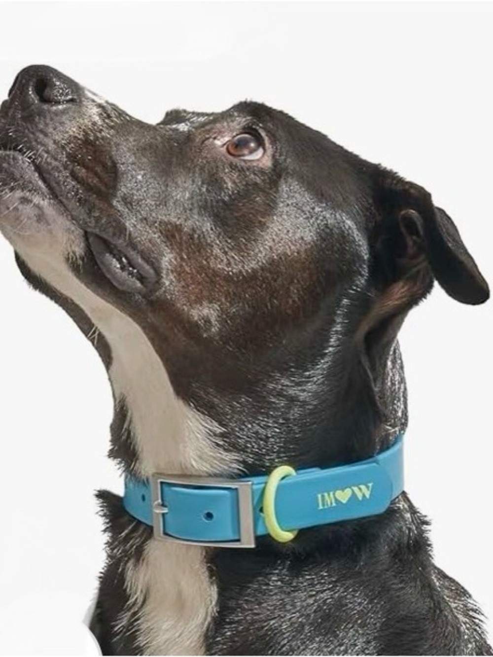 Isaac Mizrahi❣️Wild One Dog Collar